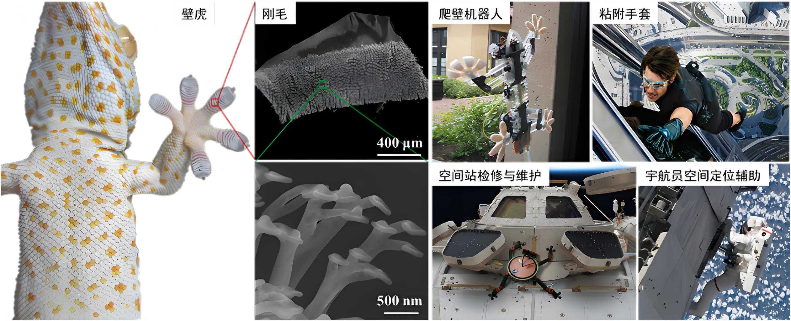 1734082025501664.jpg 仿生技術(shù)2(1).jpg